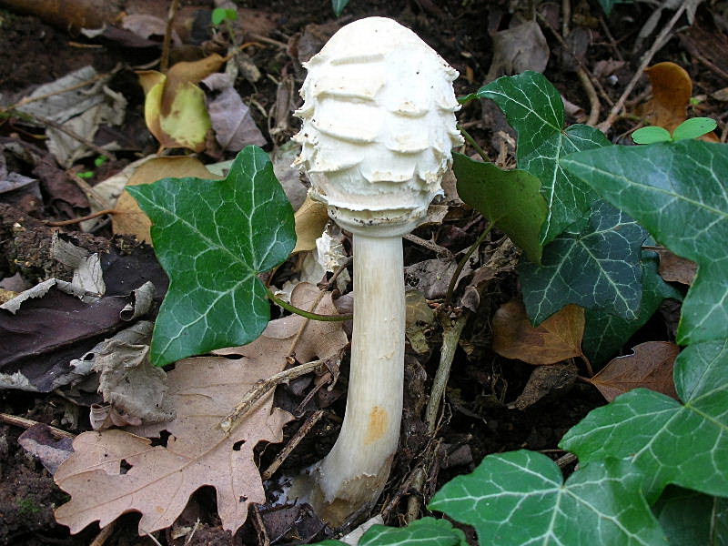 Chlorophyllum rhacodes